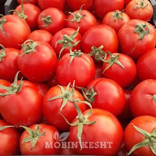 گوجه فرنگی ۱ کیلویی