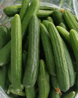 خیار ۱ کیلویی